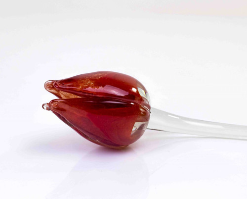 Tulp, rood